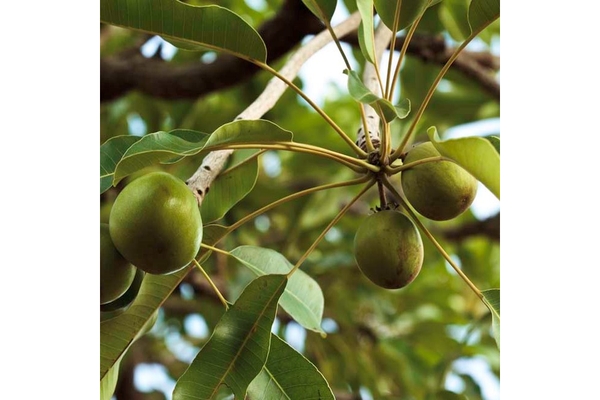 Image Image